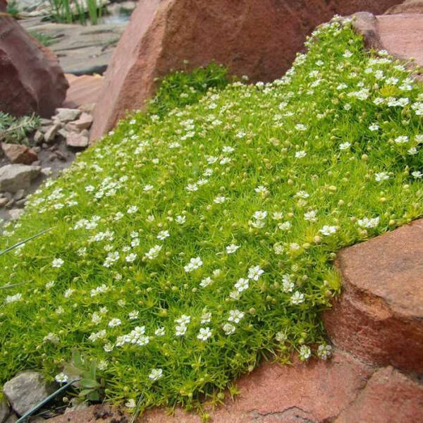 Мшанка шиловидная &mdash; подробное руководство по описанию и разновидностям, посадке и уходу