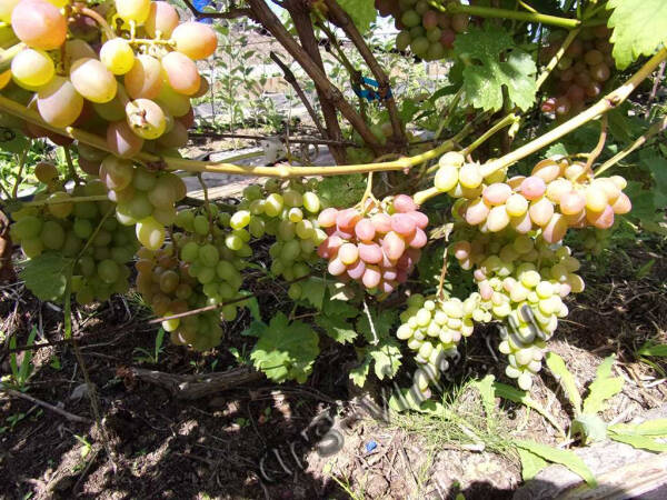 Виноград Юбилей херсонского дачника &mdash; лучшее растение для успешного садоводства