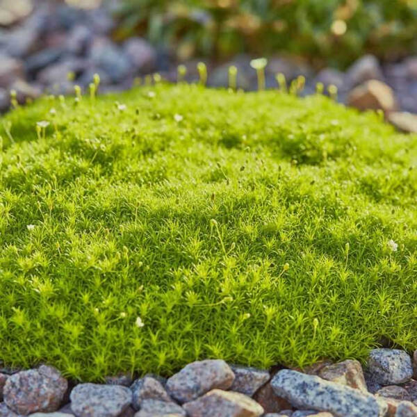 Мшанка шиловидная &mdash; подробное руководство по описанию и разновидностям, посадке и уходу