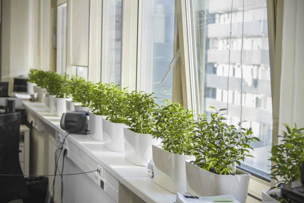 Как придать подоконнику функциональность &mdash; лучшие идея для интерьера