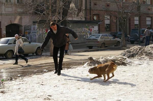 Бродячие собаки на улице и во дворе, как избавиться и куда обращаться