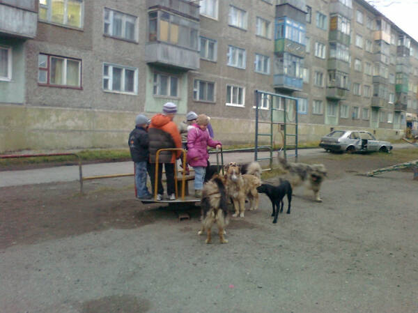 Бродячие собаки на улице и во дворе, как избавиться и куда обращаться