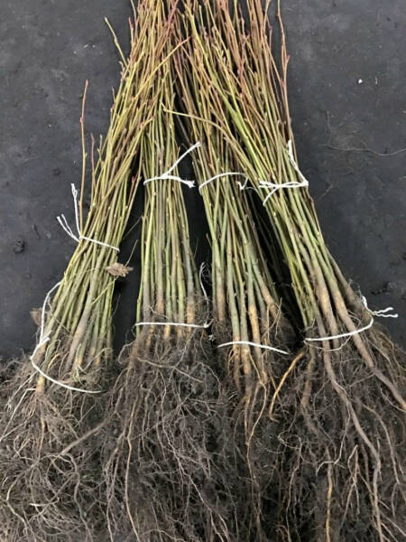 Как ускорить плодоношение молодых деревьев