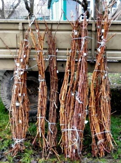 Заборы и ограждения из прутьев