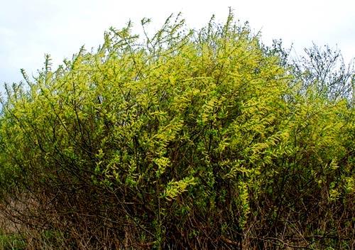 Заборы из лозы