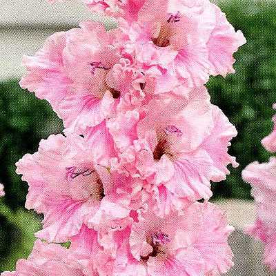 Гладиолус &mdash; всё, что вам нужно знать об этом удивительном цветке в Самаре!