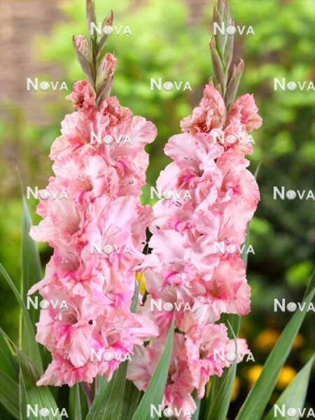 Гладиолус &mdash; всё, что вам нужно знать об этом удивительном цветке в Самаре!