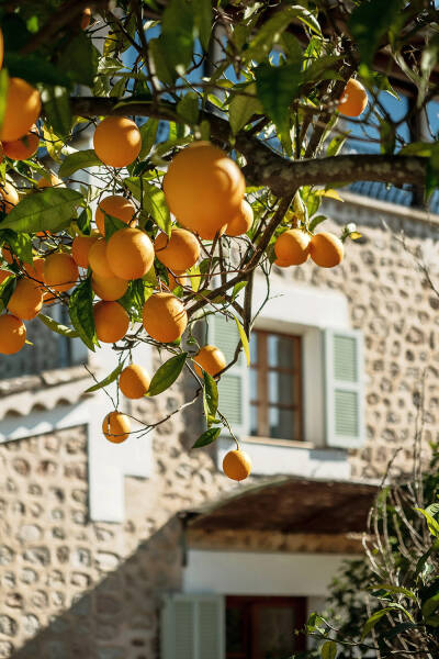 Красивая 100-летняя вилла на Майорке с уютными интерьерами