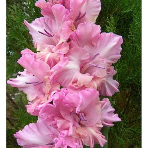 Гладиолус &mdash; всё, что вам нужно знать об этом удивительном цветке в Самаре!