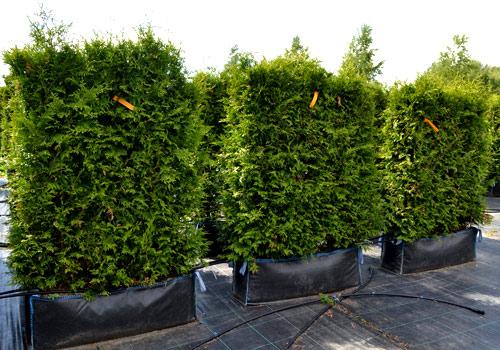 Живая изгородь из туи