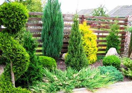 Какие кусты лучше посадить вдоль забора