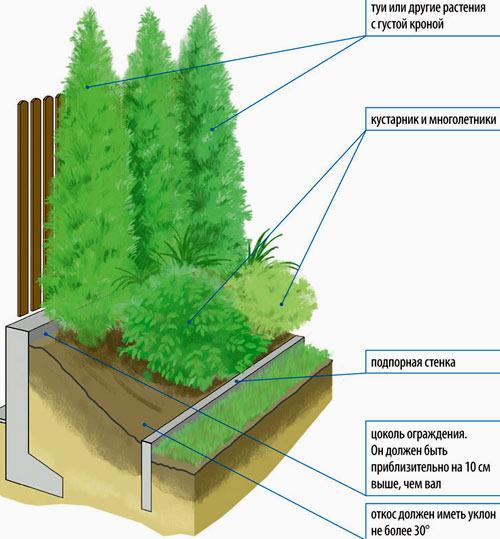Живая изгородь на даче