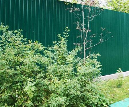 Какие кусты лучше посадить вдоль забора
