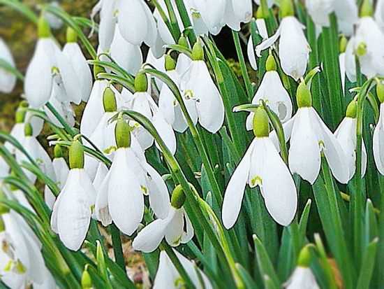 Подснежник (Галантус) &mdash; прекрасное растение, символ наступающей весны и первого цветения