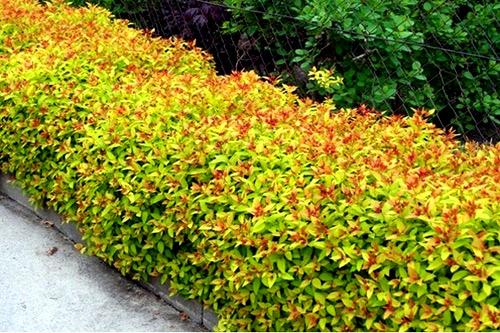 Живая изгородь из спиреи