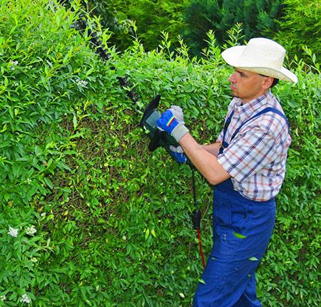 Какие кусты лучше посадить вдоль забора