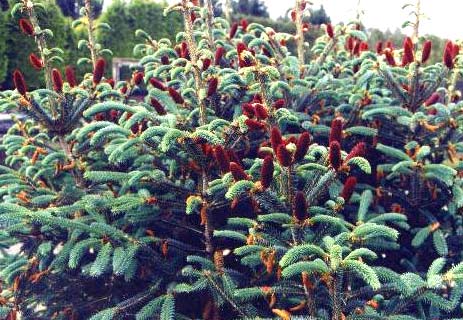 Живая изгородь из ели