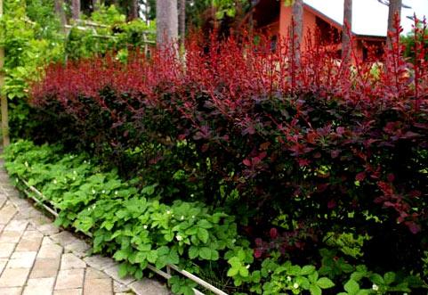 Живая изгородь на даче