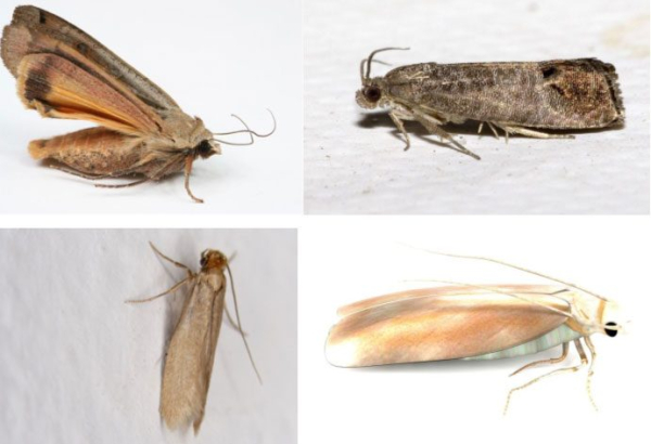 Средства от моли (бабочек и личинок) в квартире: народные и химические + отзывы