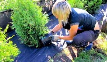 Живая изгородь из туи