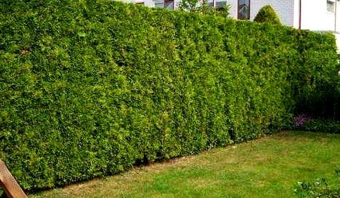Живая изгородь из туи