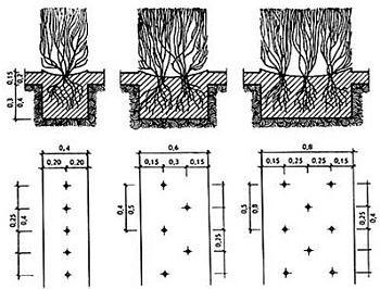 Как сделать декоративный забор из кустарника