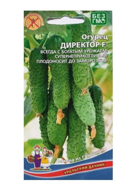 ТОП-35 сортов огурцов для открытого грунта 2023 года &ndash; фото с описанием