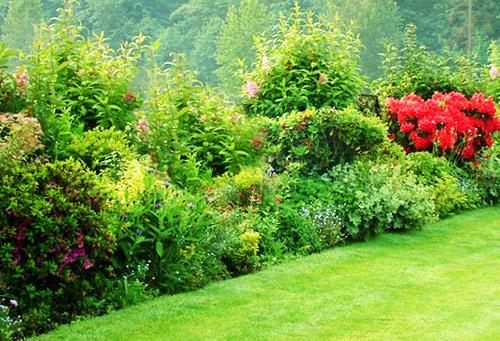 Какие кусты лучше посадить вдоль забора