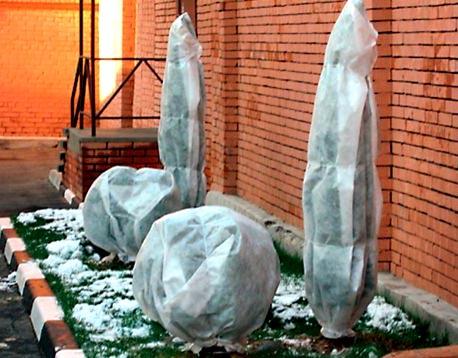 Живая изгородь из ели