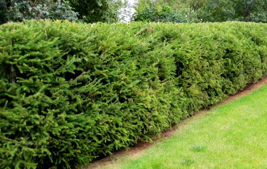 Живая изгородь на даче