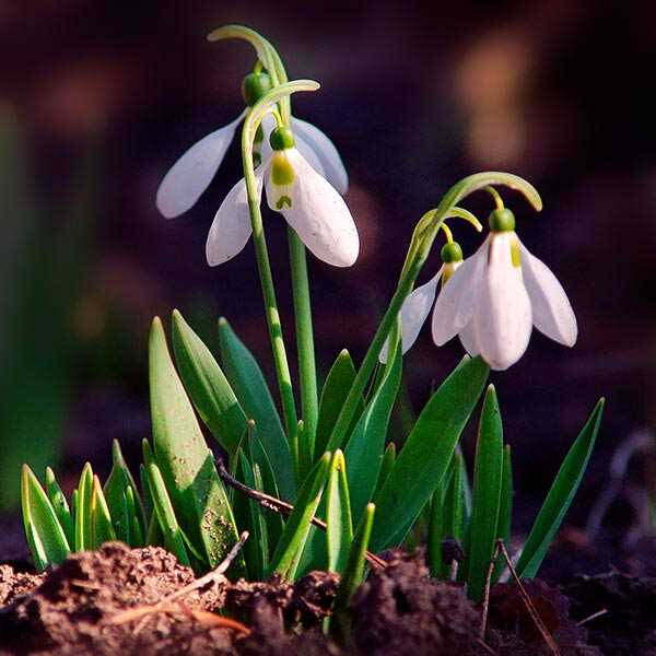 Подснежник (Галантус) &mdash; прекрасное растение, символ наступающей весны и первого цветения
