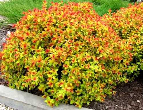 Живая изгородь из спиреи