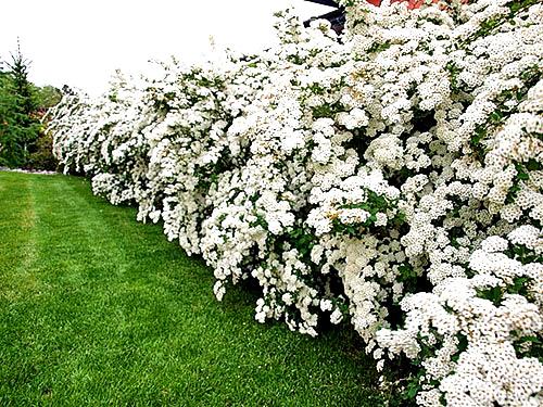 Живая изгородь из спиреи