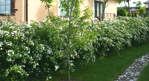 Живая изгородь из спиреи