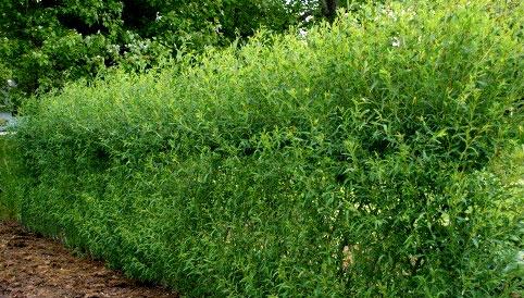 Живая изгородь на даче