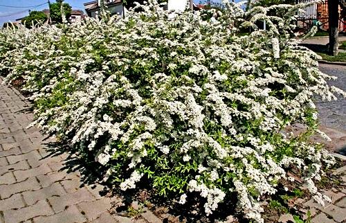 Живая изгородь из спиреи