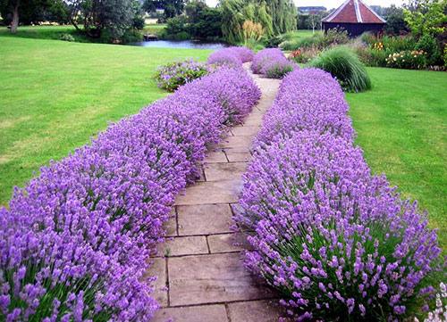 Как сделать декоративный забор из кустарника