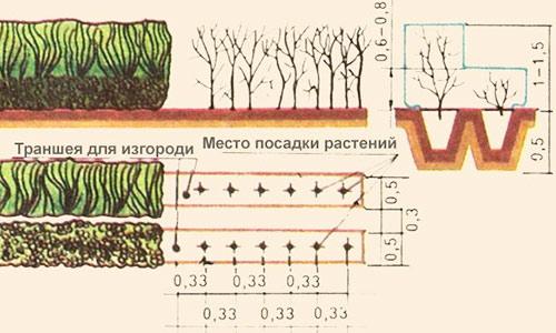 Как сделать декоративный забор из кустарника