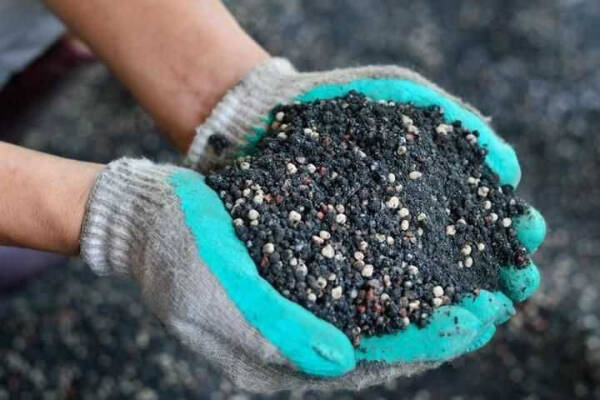 Чем лучше подкормить огурцы для активного роста и хорошего урожая?