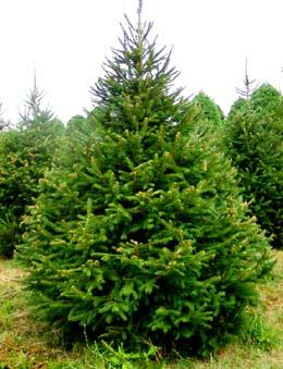 Живая изгородь из ели