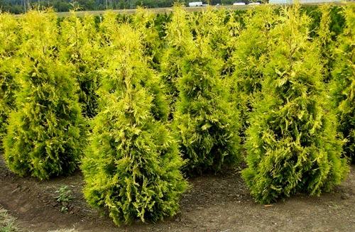 Живая изгородь из туи