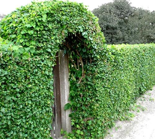 Вечнозеленая живая изгородь