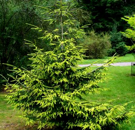 Живая изгородь из ели