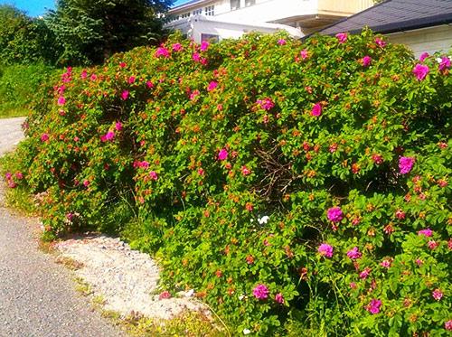 Какие кусты лучше посадить вдоль забора