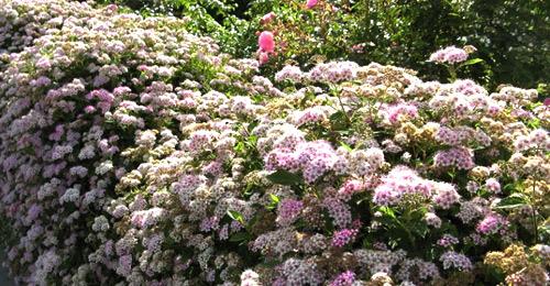 Живая изгородь из спиреи