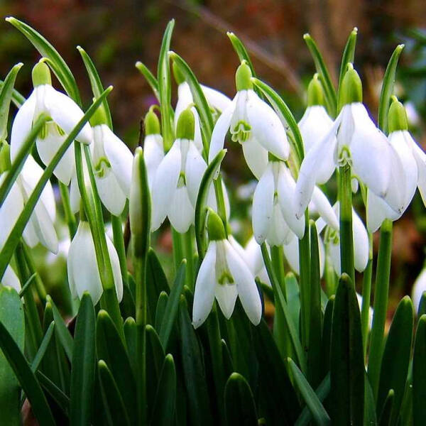 Подснежник (Галантус) &mdash; прекрасное растение, символ наступающей весны и первого цветения