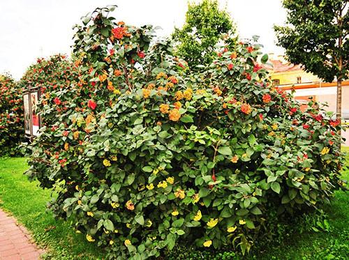 Какие кусты лучше посадить вдоль забора