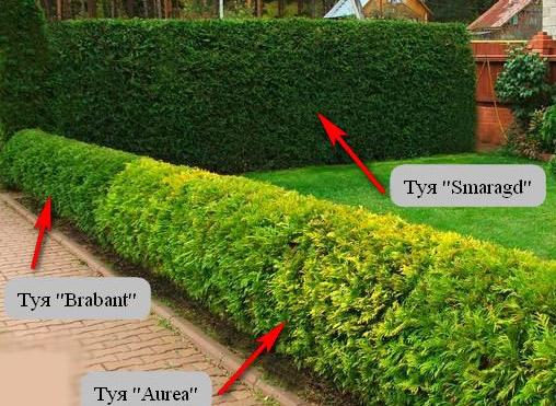 Вечнозеленая живая изгородь