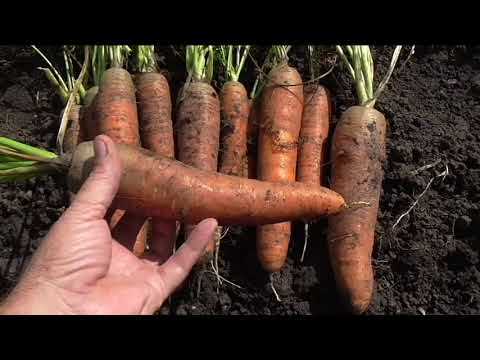 Морковь Королева осени &mdash; обзор сорта, описание и характеристики