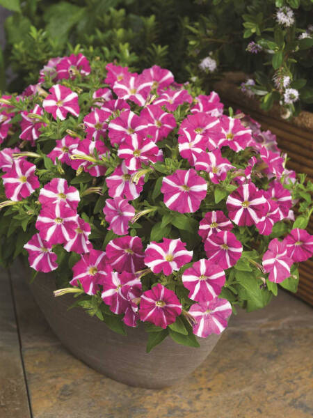 Петуния &laquo;Пикобелла&raquo; &mdash; описание и правила ухода для произрастания красивых и ярких цветов всё лето!